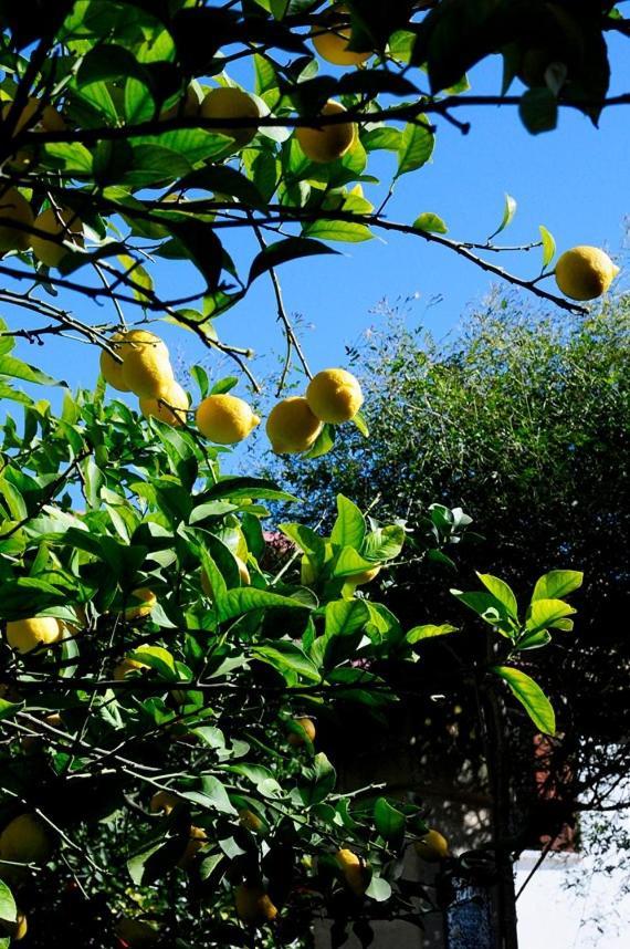 Il Giardino Bed & Breakfast Grottaglie Dış mekan fotoğraf